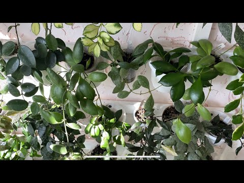 Видео: Хойи мелколиственные. Обзор 80+ сортов.
