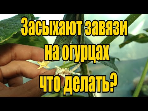 Видео: ОТСЫХАЮТ ЗАВЯЗИ НА ОГУРЦАХ?  СРОЧНО СДЕЛАЙТЕ ЭТУ ПОДКОРМКУ!