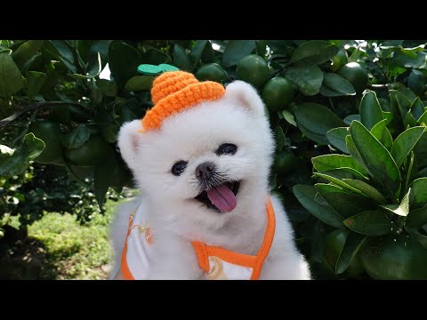 Видео: Самые счастливые 15 дней, которые у меня были с моими драгоценными щенками [Ru Pong Daily V-LOG]