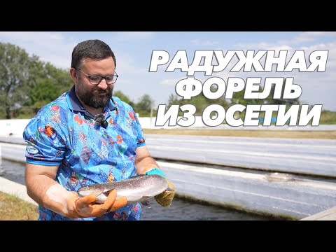 Видео: Ловись, рыбка, большая и маленькая! Осетинская форель завоевывает рынок