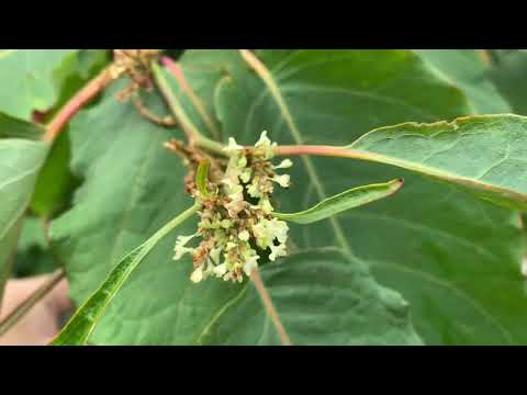 Видео: Сахалинская чума! Растение красивое, но неистребимое!