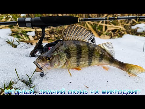 Видео: Вредный, зимний окунь на МИКРОДЖИГ!