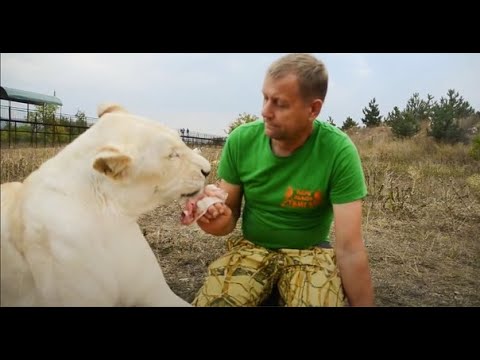 Видео: Это видео УНИКАЛЬНО ! Львица и человек ПОЛНАЯ ГАРМОНИЯ !!!