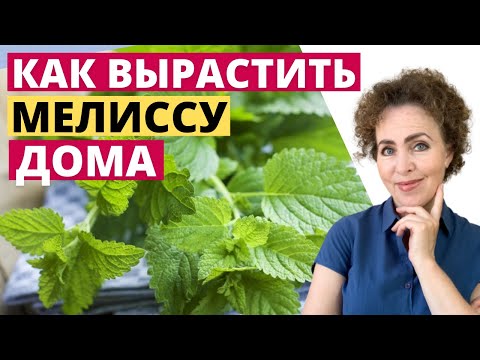 Видео: МЕЛИССА выращивание и уход
