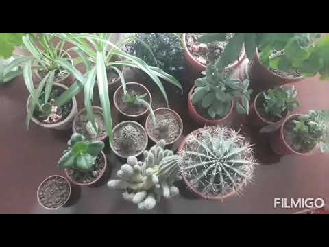 Видео: Кактус гули.