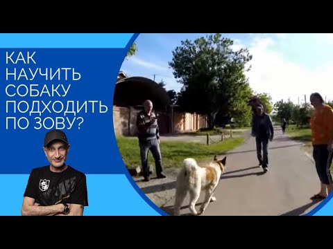 Видео: Как научить собаку подходить по зову(Акита)