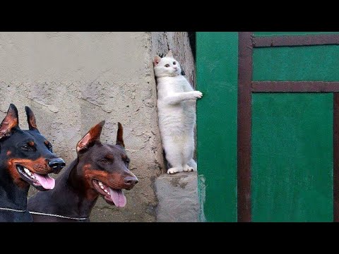 Видео: ПРИКОЛЫ С ЖИВОТНЫМИ😺🐶 | СМЕШНЫЕ КОТЫ и СОБАКИ😂