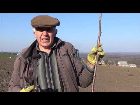 Видео: Формирование  кроны саженцев, посаженных осенью 2018. Март 2020