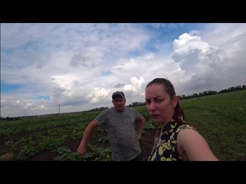 Видео: Збираємо перший урожай з нашого городу!!!