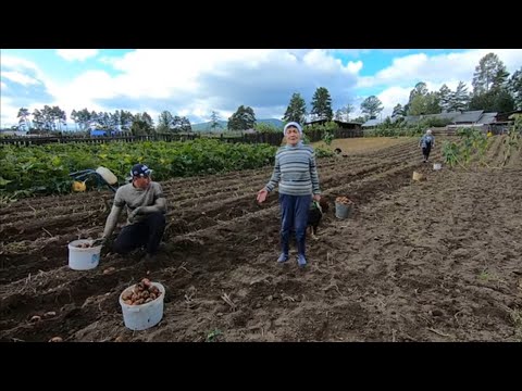 Видео: Главное событие сентября - картофельный урожай