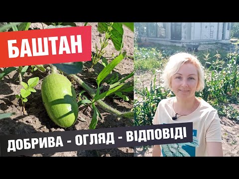 Видео: Чим підживити кавуни / дині? Огляд баштану та відповіді на поширені запитання