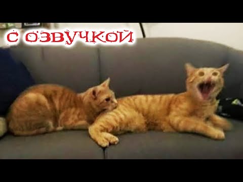 Видео: Приколы с котами! Смешные коты С ОЗВУЧКОЙ! Самые смешные животные