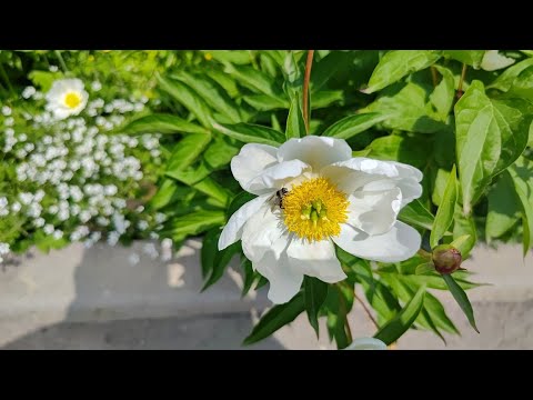 Видео: Владивосток май 2023 Ботанический сад