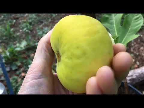 Видео: Figs. Инжир. Сбор и дегустация плодов сортов Jolly Tiger, Uzbek Yellow ( Toshkent, Sary Tuman).