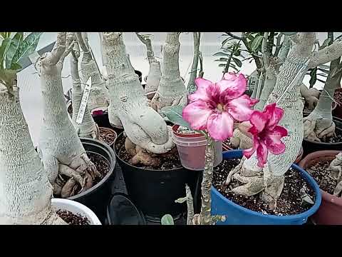 Видео: Полив адениумов, учитываем условия выращивания.