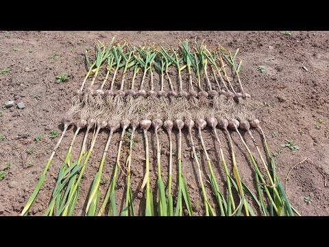 Видео: Урожай чеснока. Картина на дереве.