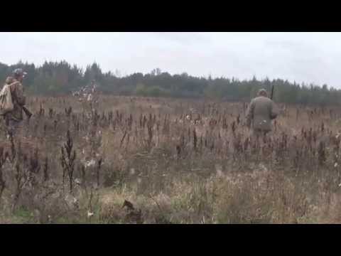 Видео: Охота на фазана