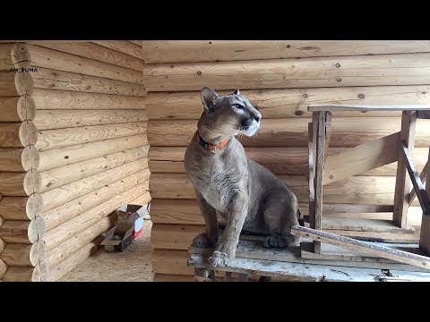 Видео: Месси в новом доме! Как идет строительство.