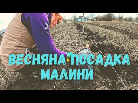 Видео: ❗ ПРАЦЮЄМО НА ФІРМУ ❗Весняна посадка малини для заробітку грошей в селі. Бізнес на малині.