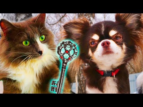 Видео: ОТ ЧЕГО ЭТОТ КЛЮЧ?! КИСА АЛИСА ИСЧЕЗЛА! ПИТОМЦЫ СБЕЖАЛИ В МИСТИЧЕСКИЙ ЛЕС СПАСАТЬ КОТИКА