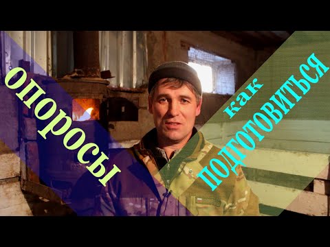 Видео: опоросы свиноматок.что для этого нужно сделать