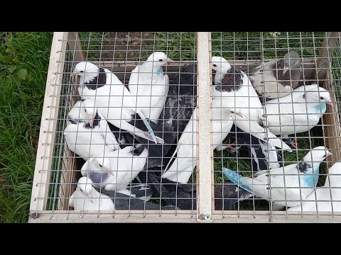 Видео: #Pigeons.В каком возрасте нужно гонять пискунов.