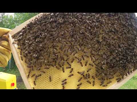 Видео: Второй рой прилетел на балкон! Пересадка роя в улей, проверка семей. Гигантская матка!!!