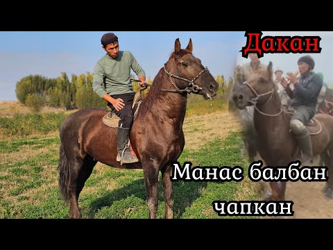 Видео: Манас балбан чапкан ДАКАН Эламандан