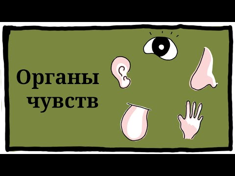 Видео: Органы чувств | Окружающий мир | 3 класс