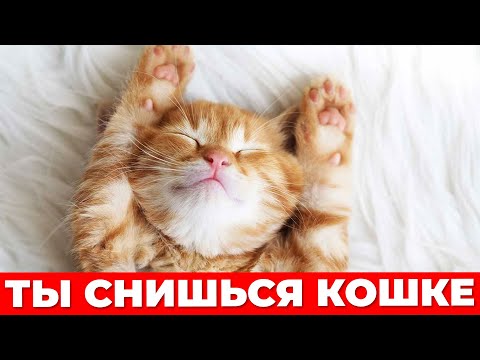 Видео: 5 снов, которые кошка видит О ТЕБЕ - учёные расшифровали