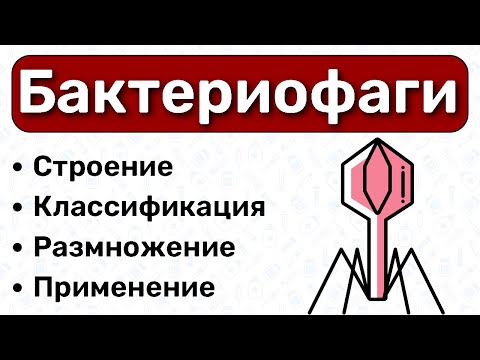 Видео: Бактериофаги МИКРОБИОЛОГИЯ: строение бактериофага, цикл бактериофагов, применение бактериофагов