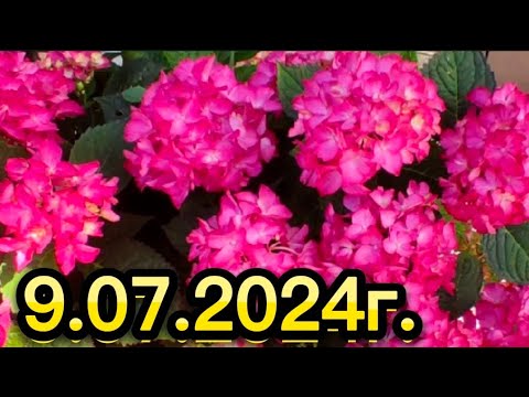 Видео: Лилейники, гортензии, хосты, петуния, катарантус, теплица...