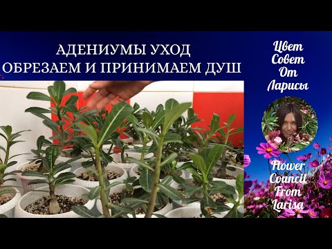 Видео: АДЕНИУМЫ УХОД | ОБРЕЗКА И ПРИНИМАЕМ ДУШ 4К