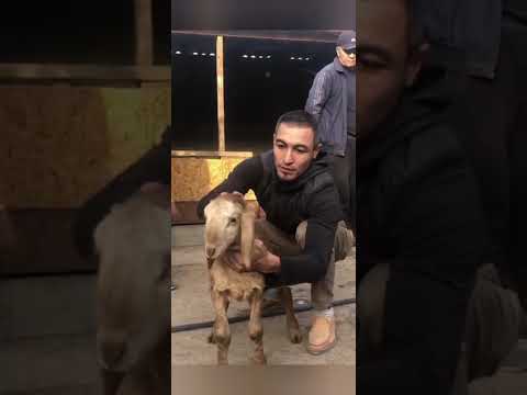 Видео: 4 ноября 2025 г.