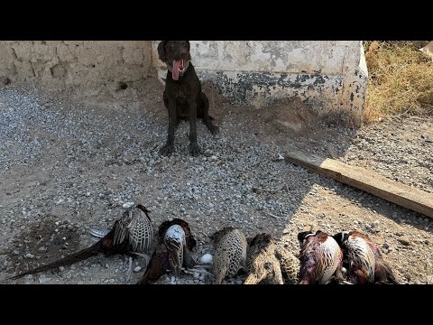 Видео: Қырғауылға аңшылық. Охота на фазана. Помощник Габи