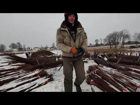 Видео: Сортировка прута ивы. Самодельная база для сортировки. Основные нюансы