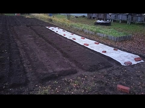 Видео: Чеснок приготовился к посадке