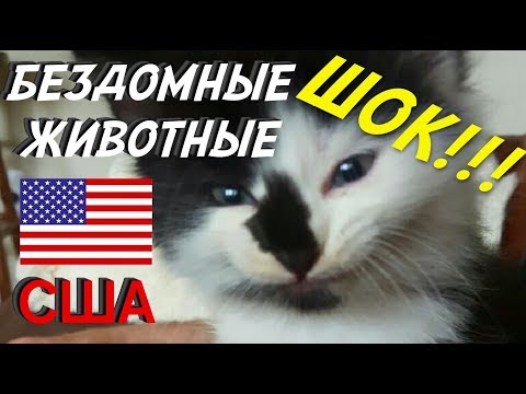 Видео: США | БЕЗДОМНЫЕ ЖИВОТНЫЕ В АМЕРИКЕ | СПАСЕНИЕ ЖИВОТНЫХ | ПРИЮТЫ ДЛЯ ЖИВОТНЫХ ТЕХАС
