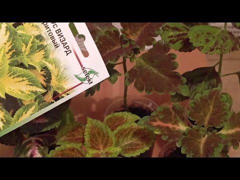 Видео: Сею колеусы осенью. Почему так рано. Новый сорт. 🌱🌱🌱🌱🌱