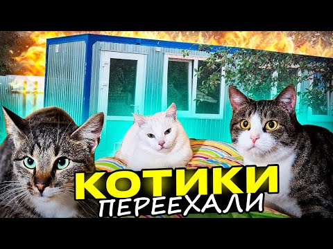 Видео: То чего ждали все так долго 😍 Котики съехали  с кухни❤️