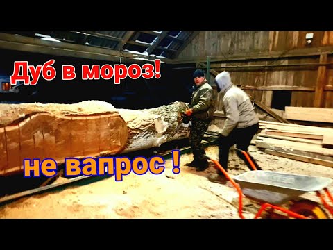 Видео: Пилорама ,распиловка дуба в мороз