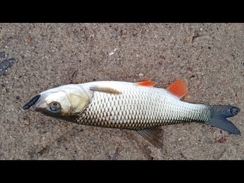 Видео: Ловля головня, у холодній воді, на плаваючі приманки. Daiwa Presso-LTD 60 XUL-SVF топ інструмент.