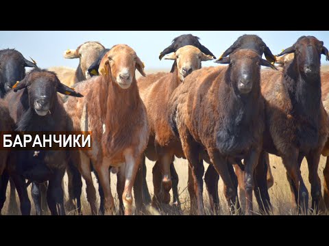 Видео: Молодые баранчики Эдильбаевской породы. Волгоград-Эдильбай