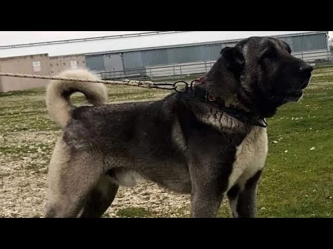 Видео: Төбет.Қазақ иті .Хайдиді сиппапттау