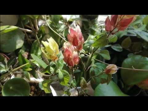 Видео: Цветочные новости с балкона. Мои комнатные цветы. Что цветёт в начале октября) 🌼🌸🏵️💐🌸💮🌺🌻🌼🌷🍁🍂🌵🌻🌼🌸💐🥀🏵️