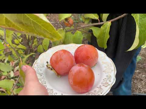 Видео: Хурма Соснівська 27.10.25.