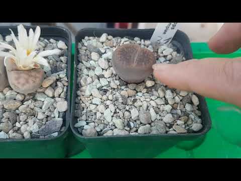 Видео: .Литопсы с названиями.Уход.Зимовка.Вы купили литопс и как быть дальше?325