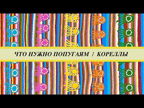 Видео: Содержание попугаев корелл: клетка, кормление, ветки, лампа, приручение, гнездо.