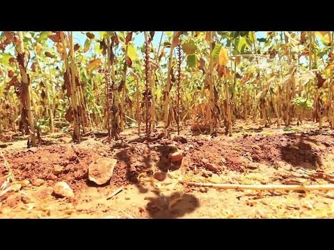 Видео: Заразиха не пройдет