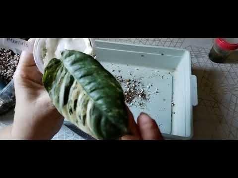 Видео: Пересадки. 07.08.2025г. 